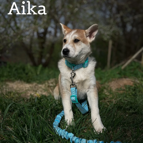 Suns adopcijai AIKA