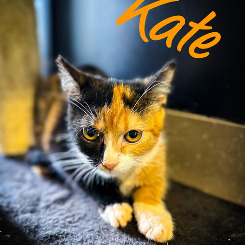 Kaķis adopcijai Kate