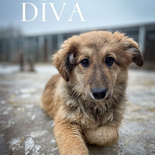 Suns adopcijai DĪVA