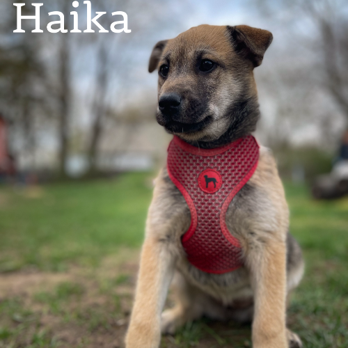Suns adopcijai HAIKA